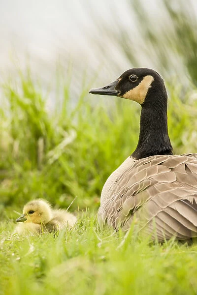 Ridgefield National Wildlife Refuge, Washington State, USA. Canada goose mother and chick