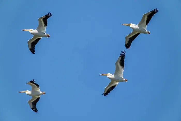 Framed Print : Ridgefield National Wildlife Refuge, Ridgefield, Washington State, USA. Flock of American white pelicans in flight Framed Print : Ridgefield National Wildlife Refuge, Ridgefield, Washington State, USA. Flock of American white pelicans in flight