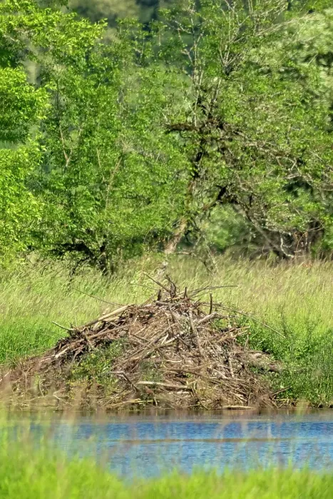 Framed Print : Ridgefield National Wildlife Refuge, Ridgefield, Washington State, USA. North American Beaver lodge in a pond Framed Print : Ridgefield National Wildlife Refuge, Ridgefield, Washington State, USA. North American Beaver lodge in a pond