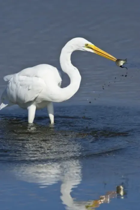 Framed Print : Ridgefield National Wildlife Refuge, Washington, a Great Egret (Ardea alba) catching Framed Print : Ridgefield National Wildlife Refuge, Washington, a Great Egret (Ardea alba) catching