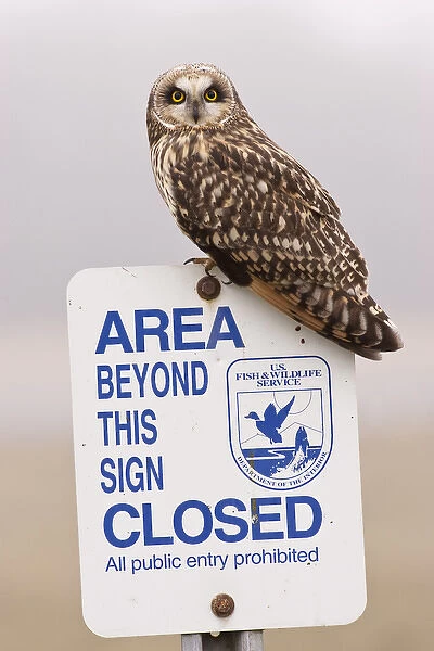 Ridgefield National Wildlife Refuge, Washington, a Short eared Owl