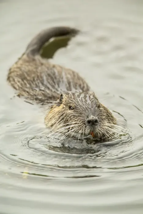 Framed Print : Ridgefield, Washington State, USA. Nutria swimming in Ridgefield National Wildlife Refuge Framed Print : Ridgefield, Washington State, USA. Nutria swimming in Ridgefield National Wildlife Refuge