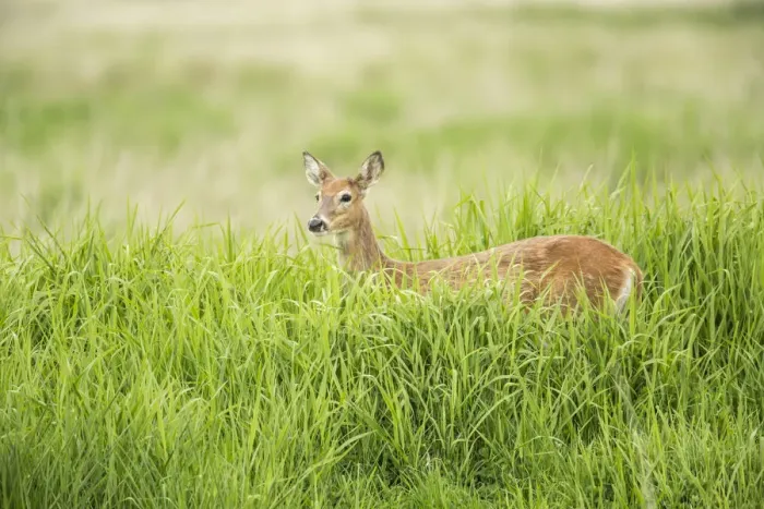 Framed Print : Ridgefield, Washington State, USA. Columbian white-tailed deer in Ridgefield National