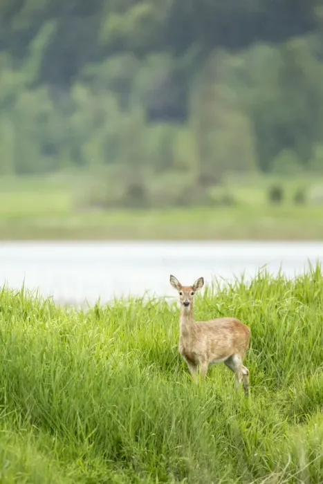 Framed Print : Ridgefield, Washington State, USA. Columbian white-tailed deer in Ridgefield National