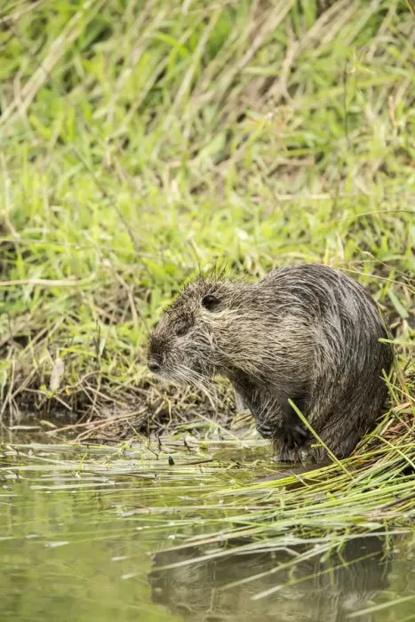 Framed Print : Ridgefield, Washington State, USA. Nutria scratching in Ridgefield National Wildlife Refuge