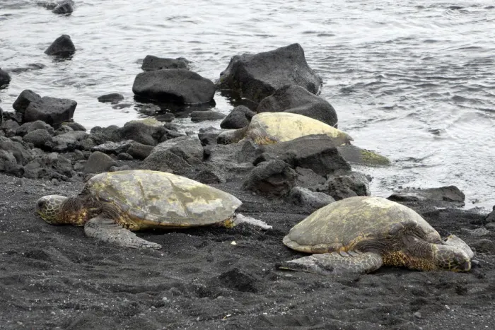 Framed Print : Ridleys Sea Turtles on black sand beach, Big Island, Hawaii