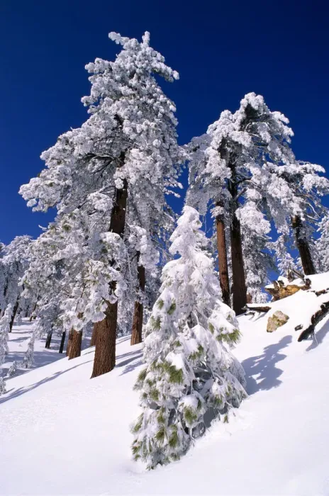 Framed Print : Rime ice and fresh powder on Ponderosa pines, Los Padres National Forest, California, USA Framed Print : Rime ice and fresh powder on Ponderosa pines, Los Padres National Forest, California, USA