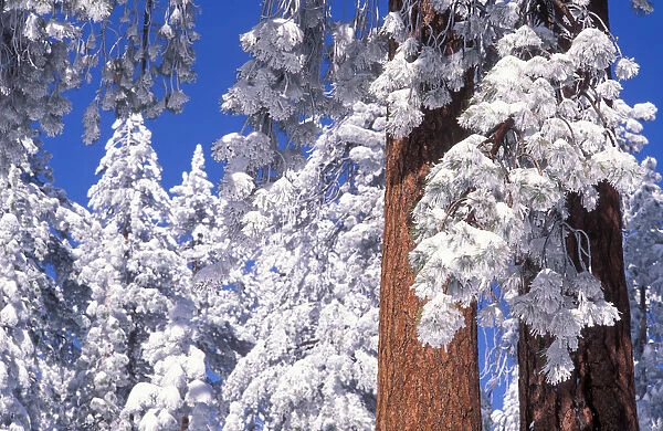 Rime ice and fresh powder on Ponderosa pines, Los Padres National Forest, California, USA