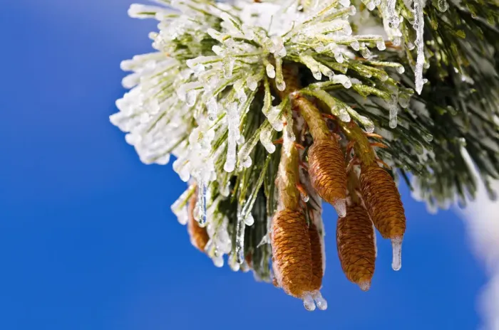 Framed Print : Rime ice on pine cones and needles, San Bernardino National Forest, California USA