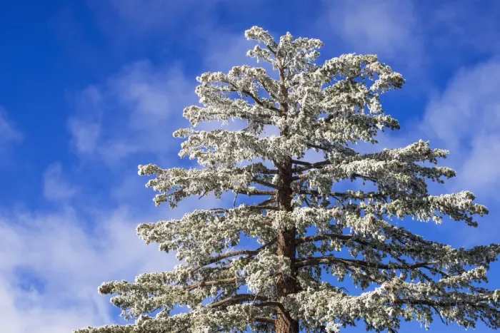 Framed Print : Rime ice on pine tree, San Bernardino National Forest, California, USA
