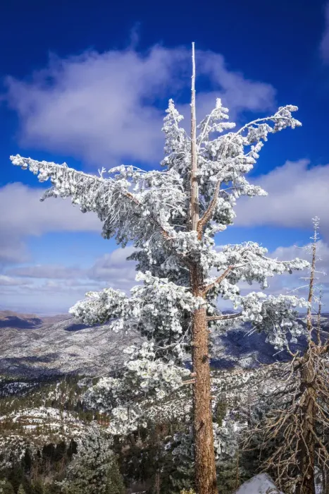 Framed Print : Rime ice on pine tree, San Bernardino National Forest, California, USA Framed Print : Rime ice on pine tree, San Bernardino National Forest, California, USA