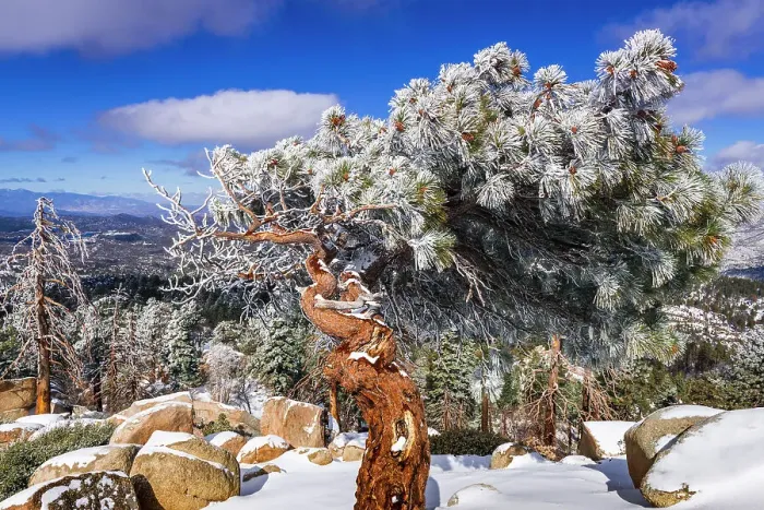 Framed Print : Rime ice on pine tree, San Bernardino National Forest, California, USA Framed Print : Rime ice on pine tree, San Bernardino National Forest, California, USA