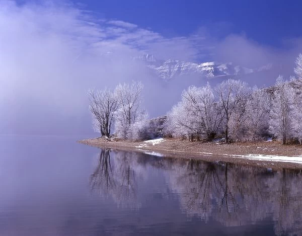 Rimed trees and reflection, Mt. Timpanogas above the clouds, Utah