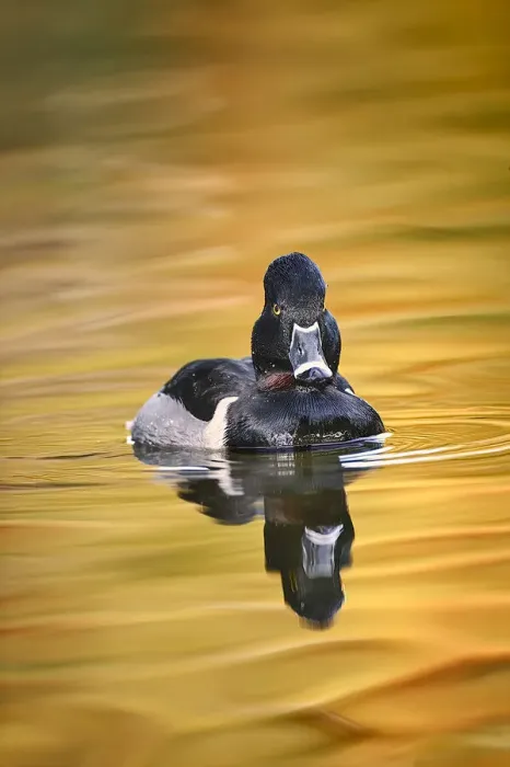 Framed Print : Ring-necked duck Framed Print : Ring-necked duck