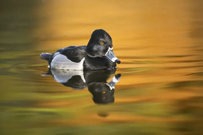 Framed Print : Ring-necked duck