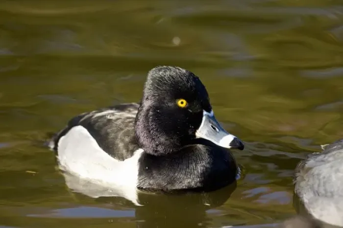 Framed Print : Ring-necked Duck