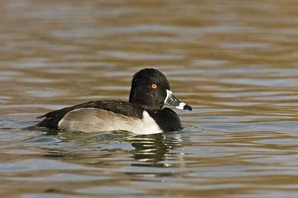 Ring-necked Duck (Aythya collaris) adult, male in deep pond, winter, New Mexico, USA