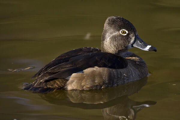 Ring-necked Duck Aythya collaris Santee Lakes, Southern California
