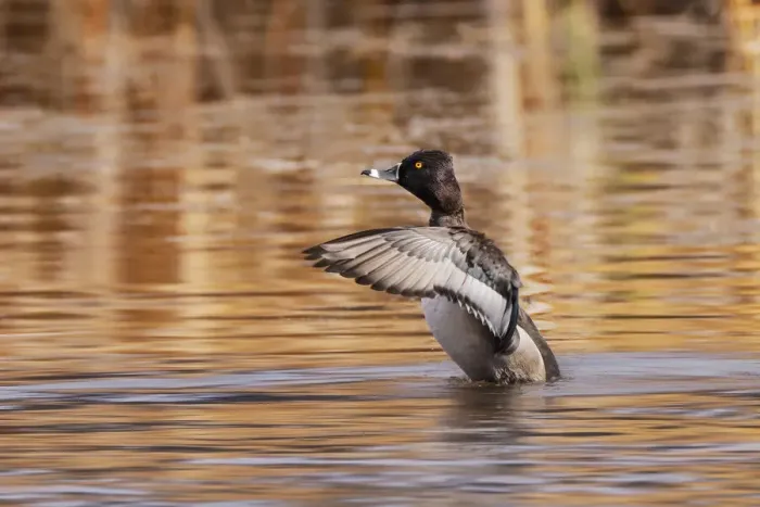 Framed Print : Ring-necked Duck, Grand Teton National Park, Wyoming Framed Print : Ring-necked Duck, Grand Teton National Park, Wyoming