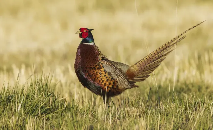 Framed Print : Ring-necked pheasant Framed Print : Ring-necked pheasant