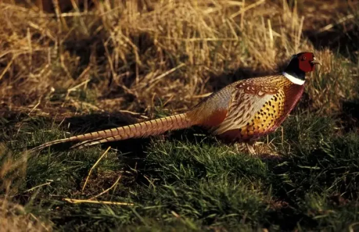 Framed Print : Ring-necked Pheasant Framed Print : Ring-necked Pheasant