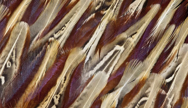 Ring-necked Pheasant feather design