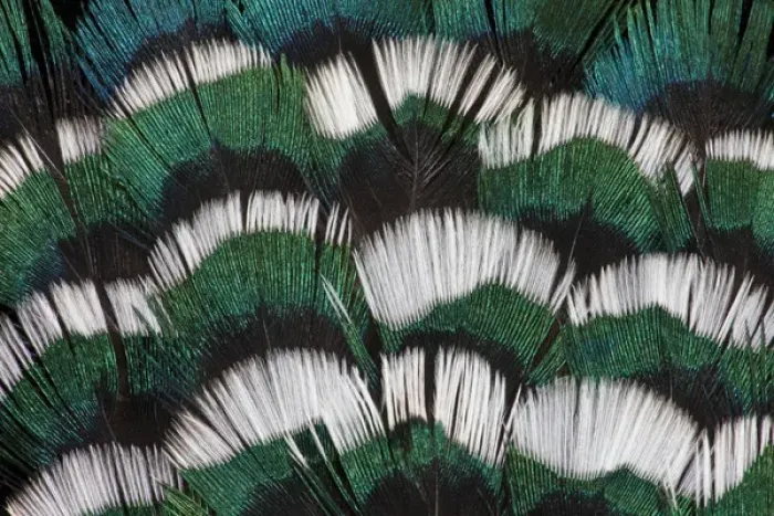 Framed Print : Ring-necked Pheasant neck feathers Framed Print : Ring-necked Pheasant neck feathers