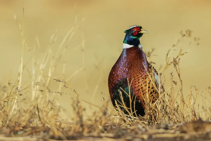 Framed Print : Ring-necked pheasant pauses for a moment in eastern Colorado