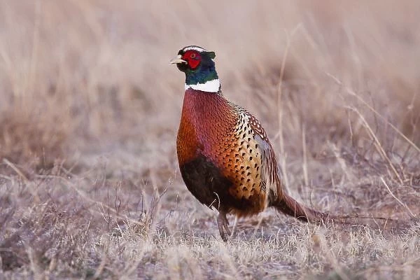 Ring-necked Pheasant (Phasianus colchicus) male in grassland, western Oklahoma, USA
