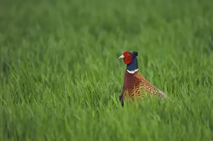 Framed Print : Ring-necked Pheasant, Phasianus colchicus, male, National Park Lake Neusiedl, Burgenland Framed Print : Ring-necked Pheasant, Phasianus colchicus, male, National Park Lake Neusiedl, Burgenland