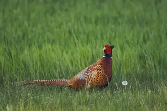 Framed Print : Ring-necked Pheasant, Phasianus colchicus, male, National Park Lake Neusiedl, Burgenland Framed Print : Ring-necked Pheasant, Phasianus colchicus, male, National Park Lake Neusiedl, Burgenland