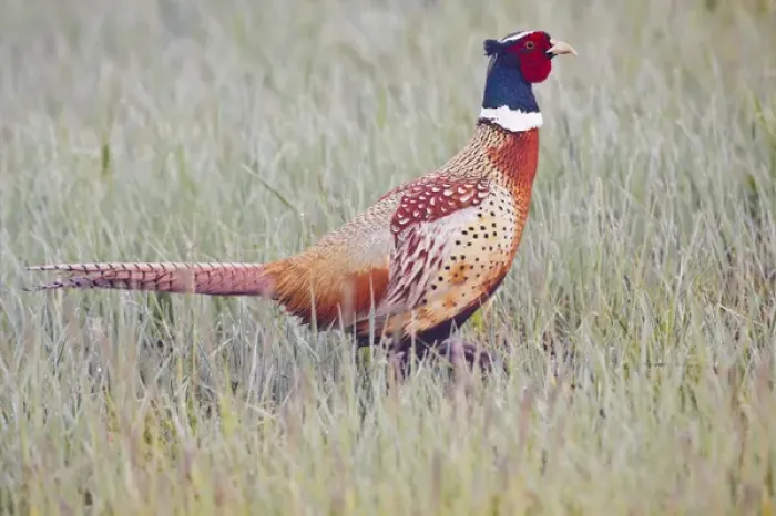 Framed Print : Ring-necked Pheasant (Phasianus colchicus) male in dew-covered grass, North Dakota