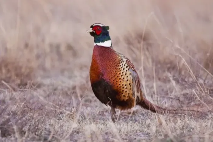 Framed Print : Ring-necked Pheasant (Phasianus colchicus) male in grassland, western Oklahoma, USA