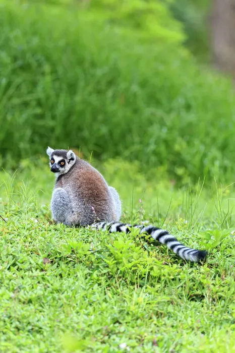 Framed Print : A ring-tailed lemur Framed Print : A ring-tailed lemur