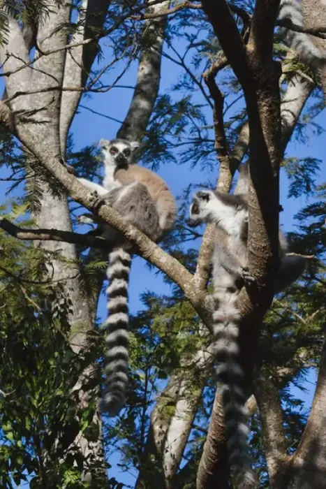 Framed Print : Ring tailed lemur (Lemur catta), Berenty National park, Toliara, Madagascar Framed Print : Ring tailed lemur (Lemur catta), Berenty National park, Toliara, Madagascar