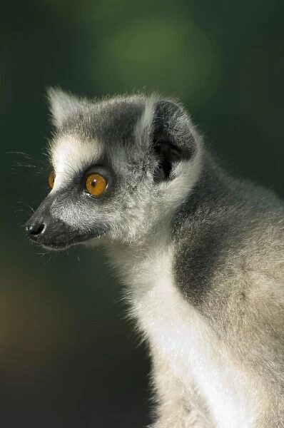 Ring-tailed Lemur, (Lemur catta), Berenty Reserve, Southern Madagascar