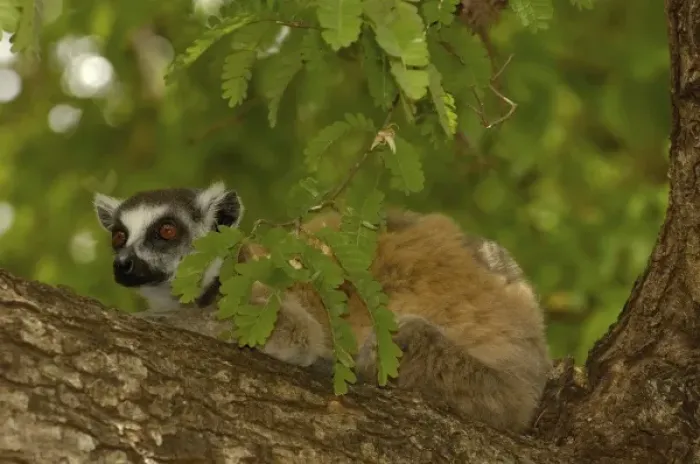 Framed Print : Ring-tailed lemur (Lemur catta) Berenty Reserve. Southern MADAGASCAR