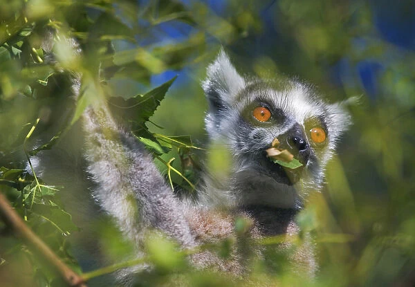 Ring tailed lemur (Lemur catta), Madagascar
