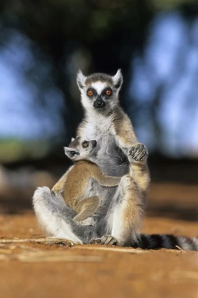 Ring-tailed Lemur, (Lemur catta), Mother and Baby, Berenty Reserve, Madagascar