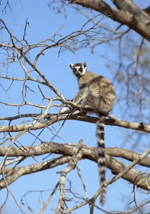 Framed Print : Ring-tailed Lemur (Lemur catta) warming in tree in morning sun, Berenty Lemur Reserve Framed Print : Ring-tailed Lemur (Lemur catta) warming in tree in morning sun, Berenty Lemur Reserve