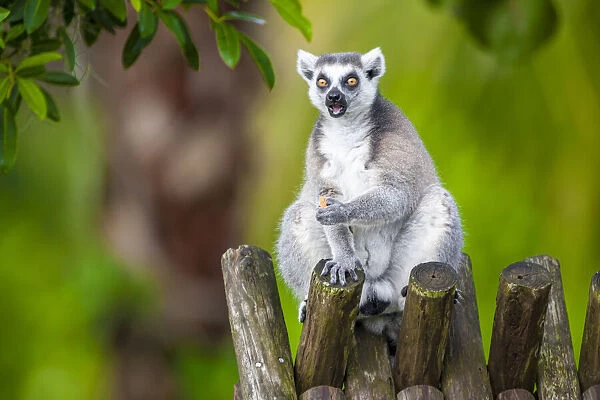 A ring-tailed lemur squats atop a hut, eating