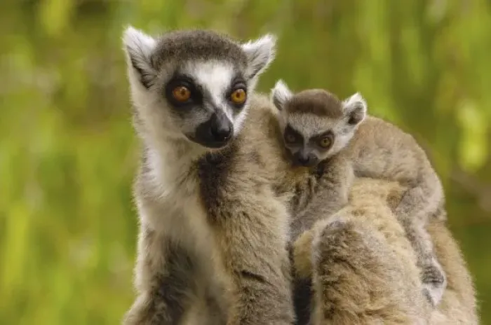 Framed Print : Ring-tailed lemurs Framed Print : Ring-tailed lemurs