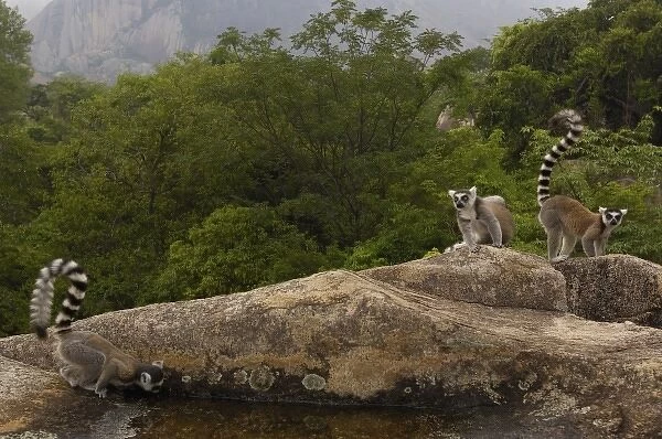 Ring-tailed lemurs (Lemur catta) near Andringitra mountains. South-central MADAGASCAR