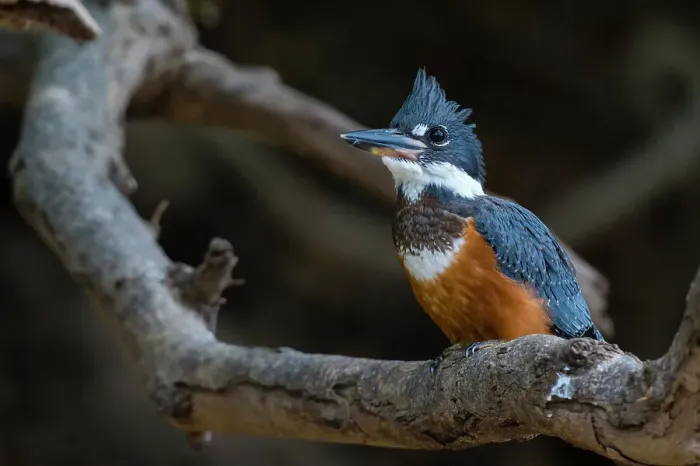 Framed Print : A Ringed kingfisher, Magaceryle torquata, perched on a tree branch. Mato Grosso Do Sul State, Brazil