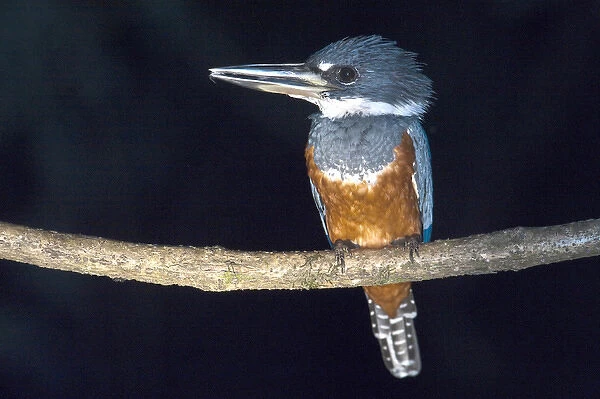 Ringed Kingfisher (Megaceryle torquata) Rainforest Rewa River GUYANA. South