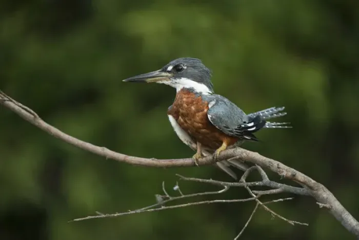 Framed Print : Ringed Kingfisher (Megaceryle torquata), Northern Pantanal, Mato Grosso, Brazil
