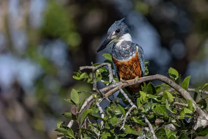 Framed Print : Ringed kingfisher, Pantanal, Brazil Framed Print : Ringed kingfisher, Pantanal, Brazil