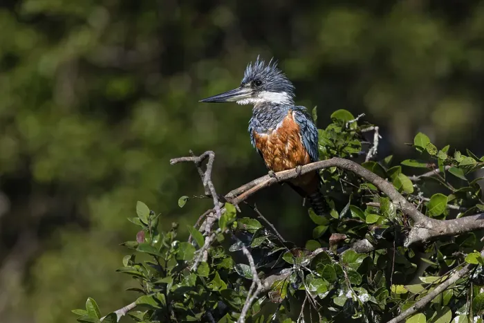 Framed Print : Ringed kingfisher, Pantanal, Brazil Framed Print : Ringed kingfisher, Pantanal, Brazil