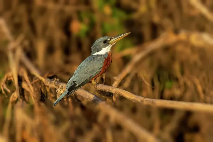 Framed Print : Ringed kingfisher, perched along Cuiaba River, Mato Grosso, Pantanal, Brazil, South America