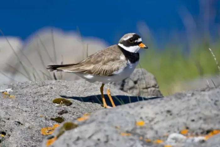 Framed Print : Ringed Plover in flowered field near latrabjerg, Iceland Framed Print : Ringed Plover in flowered field near latrabjerg, Iceland